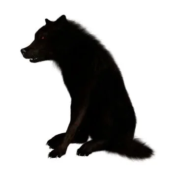 3D Rendering Black Wolf on White 스톡 일러스트