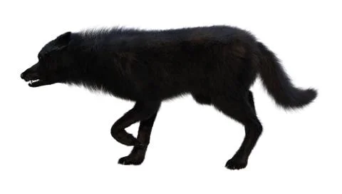 3D Rendering Black Wolf on White Stock Illustration