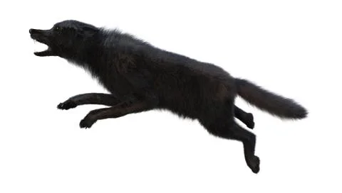 3D Rendering Black Wolf on White Stock Illustration
