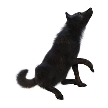 3D Rendering Black Wolf on White イラスト素材