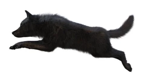 3D Rendering Black Wolf on White Stock Illustration