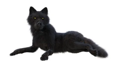 3D Rendering Black Wolf on White Stock Illustration