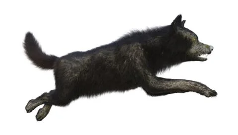 3D Rendering Black Wolf on White Stock Illustration