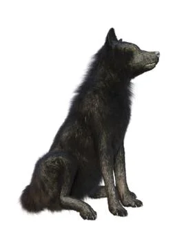 3D Rendering Black Wolf on White Stock Illustration