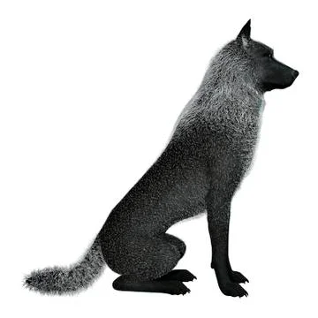 3D Rendering Black Wolf on White 스톡 일러스트