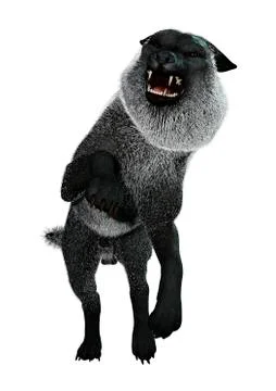 3D Rendering Black Wolf on White Stock Illustration