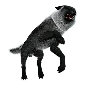 3D Rendering Black Wolf on White Stock Illustration