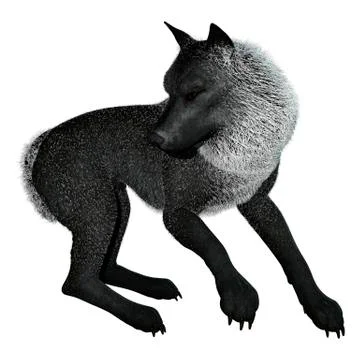 3D Rendering Black Wolf on White Stock Illustration