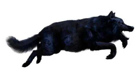 3D Rendering Black Wolf on White Stock Illustration