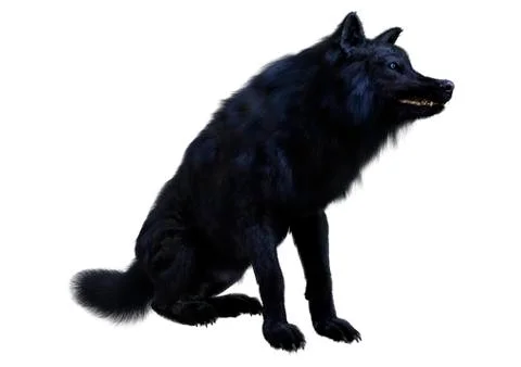 3D Rendering Black Wolf on White Stock Illustration