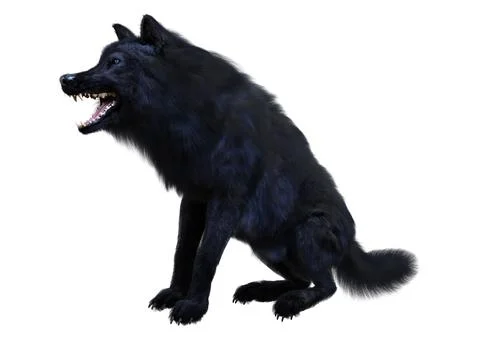 3D Rendering Black Wolf on White イラスト素材