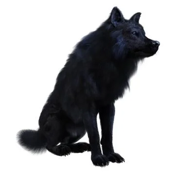 3D Rendering Black Wolf on White イラスト素材