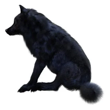 3D Rendering Black Wolf on White Stock Illustration