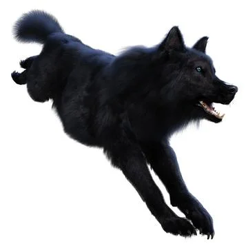 3D Rendering Black Wolf on White Stock Illustration