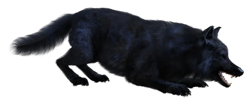 3D Rendering Black Wolf on White Stock Illustration