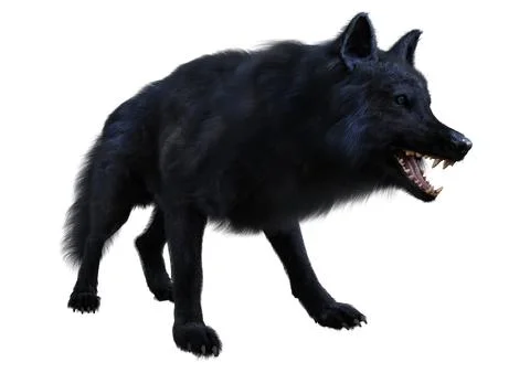 3D Rendering Black Wolf on White Stock Illustration