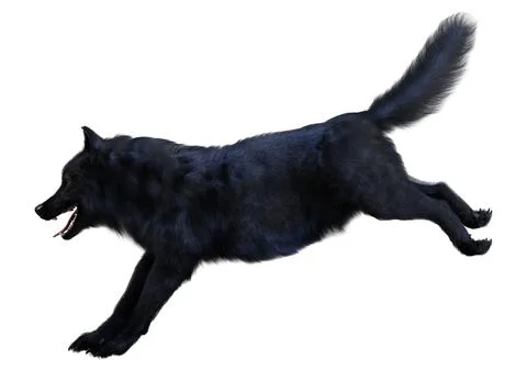 3D Rendering Black Wolf on White Stock Illustration
