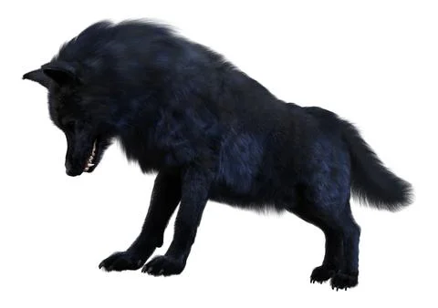 3D Rendering Black Wolf on White Stock Illustration