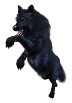 3D Rendering Black Wolf on White Stock Illustration