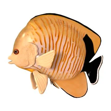 3D Rendering Blacktail Angelfish on White Stock Illustration
