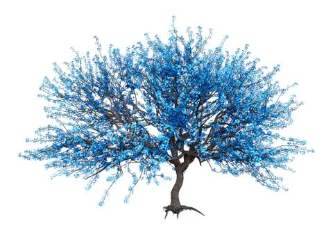 3D Rendering Blue Blooming Sakura Tree on White Stock Illustration