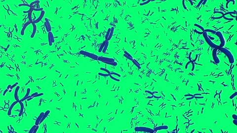3d rendering blue chromosome x through microscope isolated on green screen 4k fo Stock Footage 313467082
