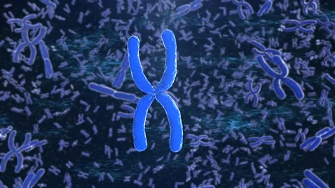 3d rendering blue chromosome x through microscope 4k footage Stock Footage 313467091