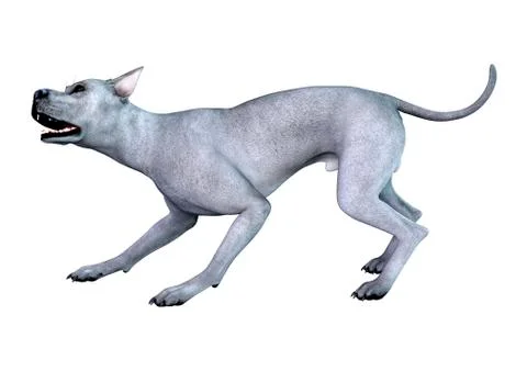 3D Rendering Blue Grat Dane Dog on White Stock Illustration