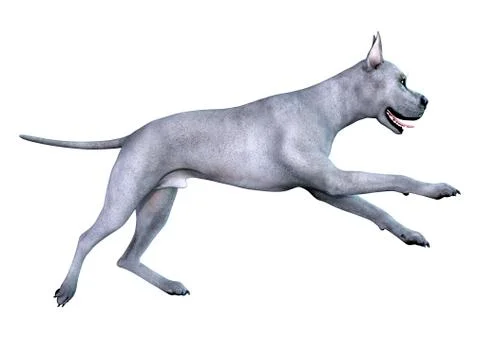 3D Rendering Blue Grat Dane Dog on White Stock Illustration