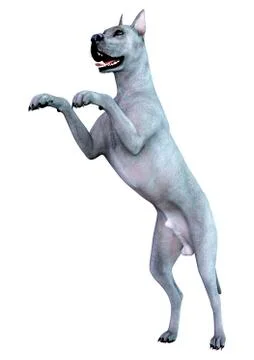 3D Rendering Blue Grat Dane Dog on White Stock Illustration