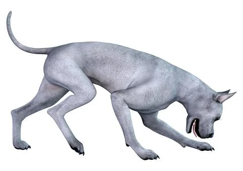 3D Rendering Blue Grat Dane Dog on White Stock Illustration