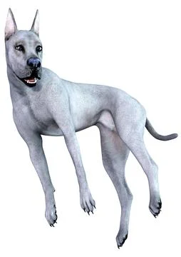 3D Rendering Blue Grat Dane Dog on White Stock Illustration