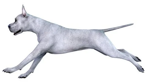 3D Rendering Blue Grat Dane Dog on White Stock Illustration