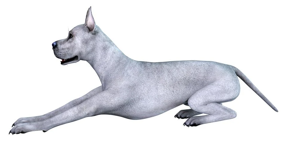 3D Rendering Blue Grat Dane Dog on White Stock Illustration
