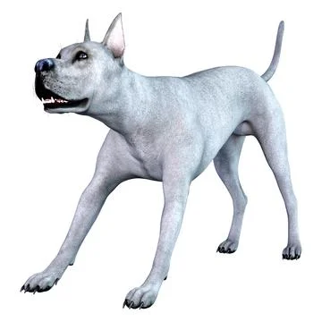 3D Rendering Blue Grat Dane Dog on White Stock Illustration