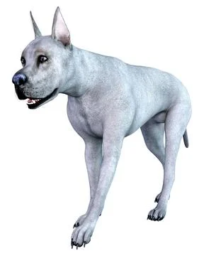 3D Rendering Blue Grat Dane Dog on White Stock Illustration
