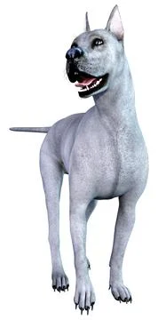 3D Rendering Blue Grat Dane Dog on White Illustrazione stock