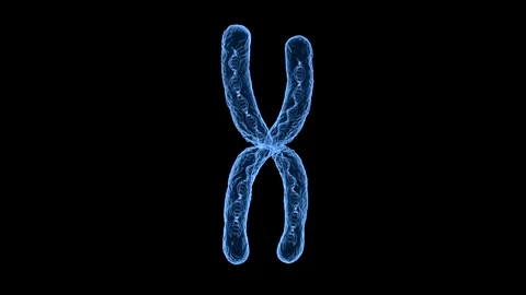 3d rendering blue transparent chromosome x contain dna strand inside 4k footage Stock Footage 313467107