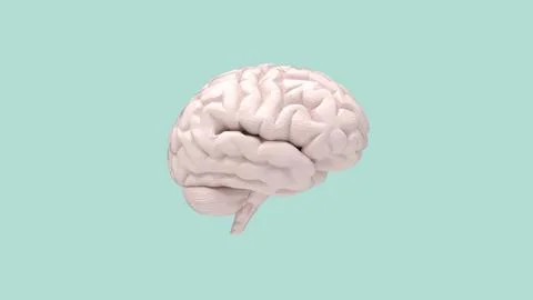 3D rendering of a brain, symbol for learning,thinking, idea,sollution,problem Illustrazione stock