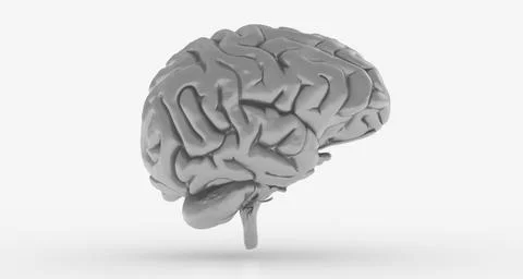 3D rendering of a brain on a white background - artificial intelligence concept Stockillustratie