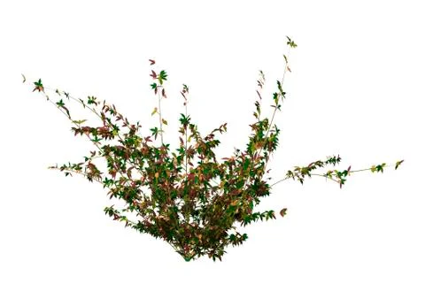 3D Rendering Bramble Plant on White Illustrazione stock
