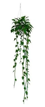 3D Rendering Brazilian Jasmine on White Stock Illustration