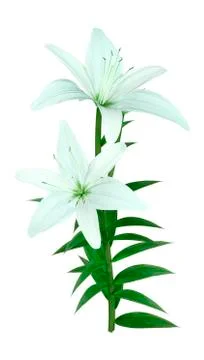 3D Rendering Bright Diamond Asiatic Lily on White Stock Illustration
