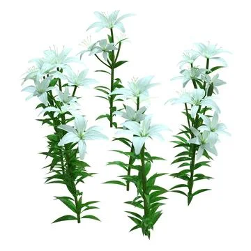 3D Rendering Bright Diamond Asiatic Lily on White Stock Illustration