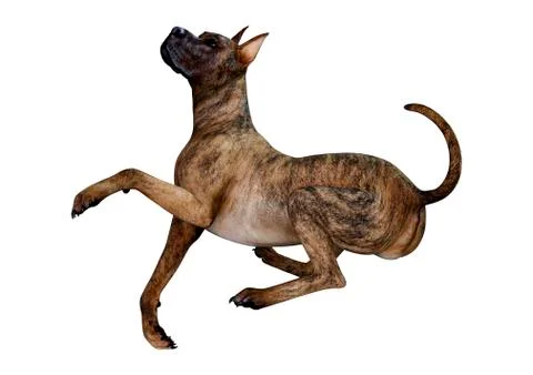 3D Rendering Brindle Great Dane Dog on White Stock Illustration
