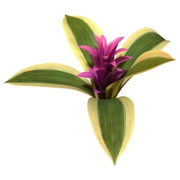 3D Rendering Bromeliad Plant on White Stock Illustration