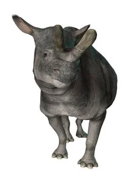 3D Rendering Brontotherium on White Stock Illustration