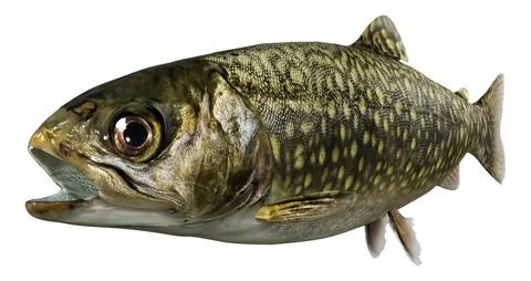 3D Rendering Brook Trout on White Illustrazione stock