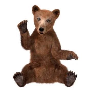 3D Rendering Brown Bear Cub on White Stock Illustration
