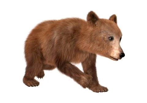 3D Rendering Brown Bear Cub on White Stock Illustration